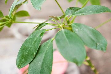 Schefflera leaves with shield. Plant parasitized close up and copy space.