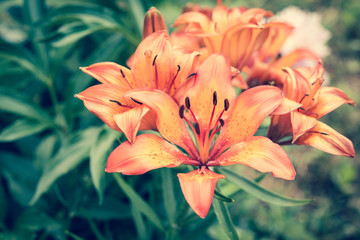 lily flowers