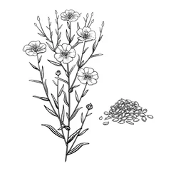 Flachs. Realistische Heilpflanze. Zweig, Blüten, Blätter und Samen. © marinavorona