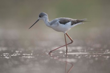 Black winged Stilt