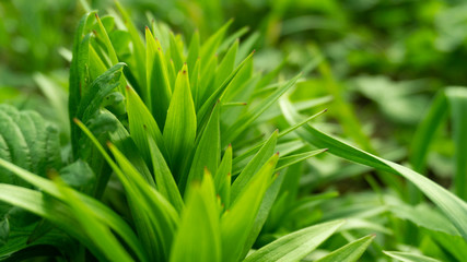 Green floral background, blurred background. Young green leaves, grass. Sunlight, rays.