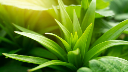Green floral background, blurred background. Young green leaves, grass. Sunlight, rays.