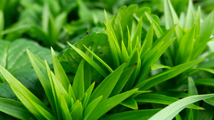Obraz premium Green floral background, blurred background. Young green leaves, grass. Sunlight, rays.