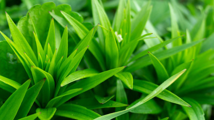 Obraz premium Green floral background, blurred background. Young green leaves, grass. Sunlight, rays.