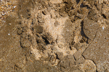 Wet sand texture. Wet compacted sand in the low tide zone 