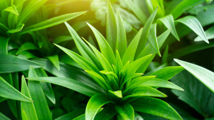 Green floral background, blurred background. Young green leaves, grass. Sunlight, rays.