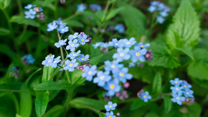 Floral floral background. Green background with flowers.