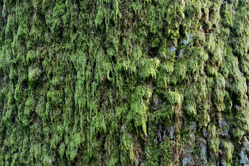 tree moss pattern