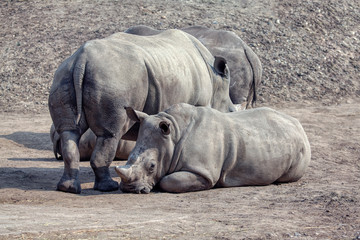 Fototapeta premium adult rhinos and small rhino