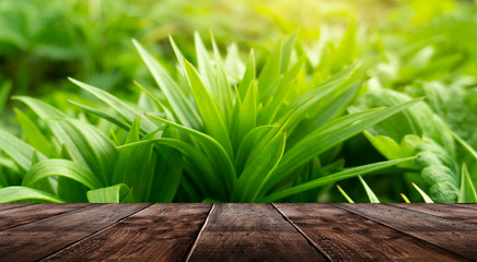 Spring background table. Green floral background, blurred background. Young green leaves, grass. Wooden table, sunlight, rays.