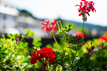 Close up of red flowers with blurred background. Macro nature. Love, passion.