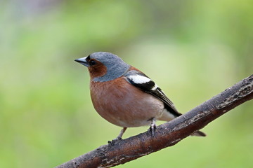 Chaffinch sitting on a branch in a forest. Beautiful songbird on green nature background, concept of summer season, sunny weather
