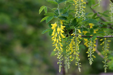 Beautiful spring yellow acacia tree, branch blossoms against blurred background