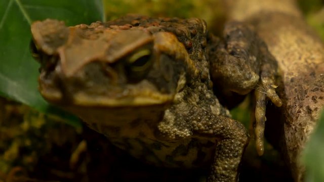 macro close up of invasive Hawaii cane toad in its natural habitat!