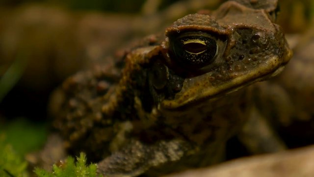beautiful macro close up of cane toad in its natural habitat!