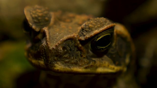beautiful macro close up of cane toad in its natural habitat!