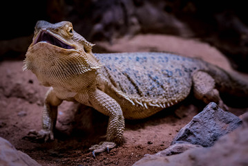 Bearded Dragon