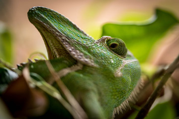 Chameleon