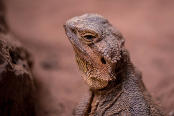 Bearded Dragon