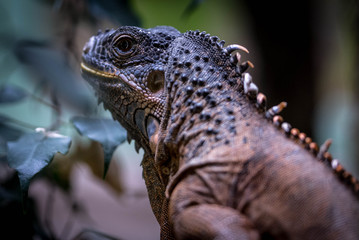 Iguana