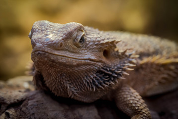 Bearded Dragon
