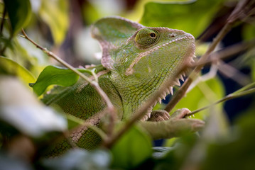 Chameleon