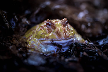 Yellow Frog