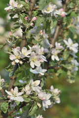blooming apple tree in spring