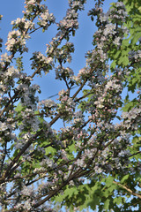 apple tree in spring