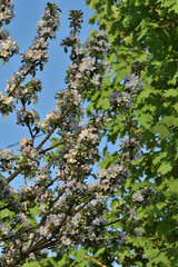branch of a tree in spring