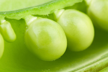 Pea Pod Mangetout