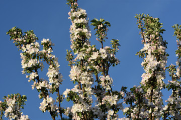 white flowers in spring