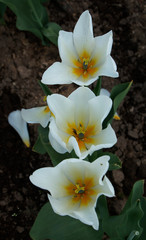 Blossom tulips in botanic garden