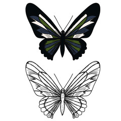 vector, isolated, butterfly, with a sketch