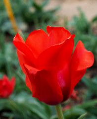 Blossom tulips in botanic garden
