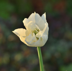 blooming buds of white tulip in the garden