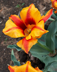 Obraz na płótnie Canvas Blossom tulips in botanic garden