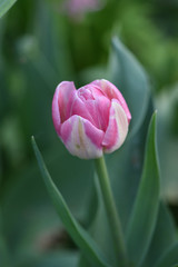 single pink tulip