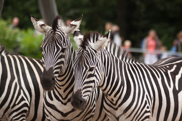 Two Zebra Animals