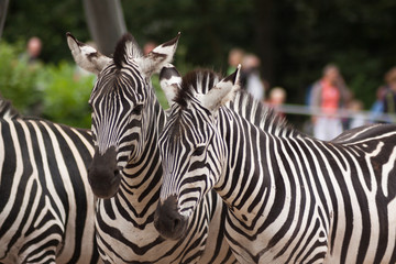 Fototapeta premium Two Zebra Animals