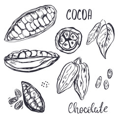 Hand drawn cocoa pods, beans and leaves.