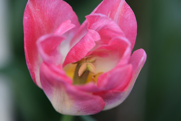tulip in the garden