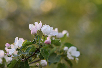 blooming apple tree