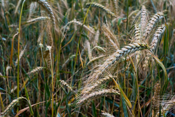 Wheat field on a sunny spring day
