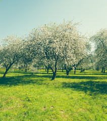 Fototapeta premium blossom apple tree 