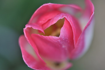 Fototapeta na wymiar closeup of pink tulip
