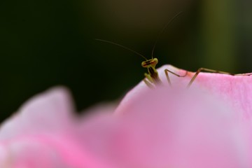 Mantis(Mantodea) larva on rose flower.