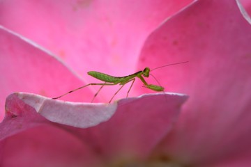 Mantis(Mantodea) larva on rose flower.