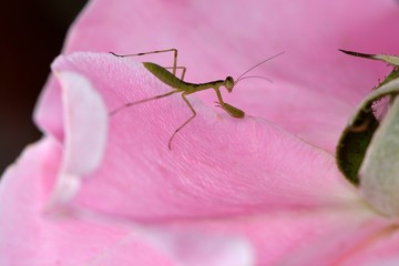 Mantis(Mantodea) larva on rose flower.