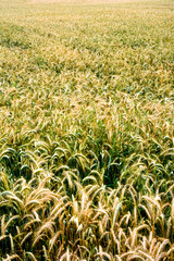 Wheat field on a sunny spring day